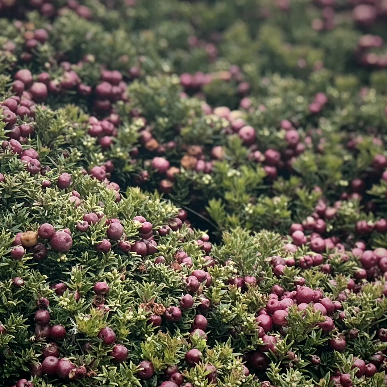 Wild apple